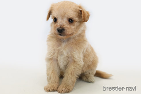 成約済の神奈川県のミックス犬-348761の2枚目